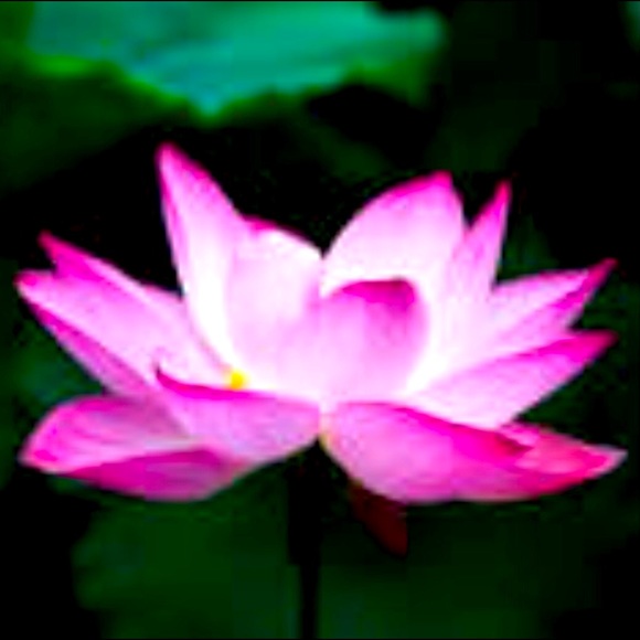 Meet your Posher, Dannah - Picture 1 of 1